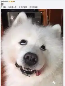 可莉表情包竖中指萨摩耶