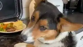 考拉宝宝的超甜生日会...youtube视频帝的视频视频微博
