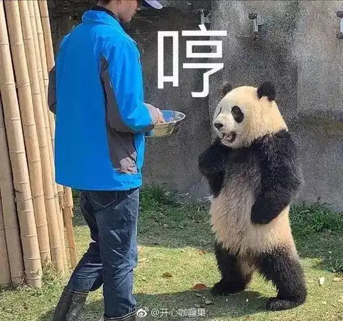 性感国宝,在线叉腰这只熊猫火了被网友玩坏了
