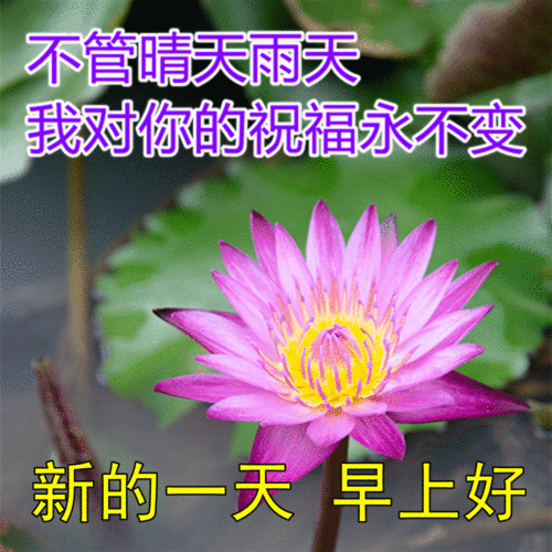 周三早上好中老年表情包,话不在多,贴心最真送给最在乎的人
