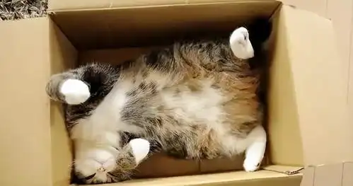 猫咪喜欢钻箱子,除了好奇心,还有这个原因
