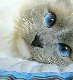 猫咪表情包抖音摇头