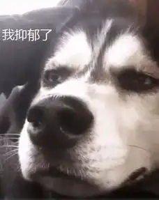 忧郁脸哈士奇走红,从不拆家也不吵,铲屎官却快抑郁了
