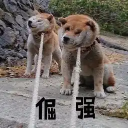 分享一波新的柴柴表情包,马起来发给沙雕朋友
