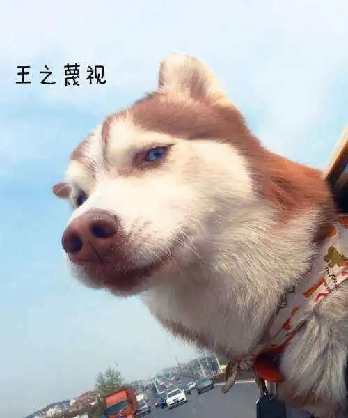 行走的表情包,二哈不服来战
