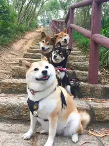 动物拍合照,简直搞笑,看一次乐一天
