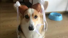 终于解决了柯基腿短走楼梯的问题...
