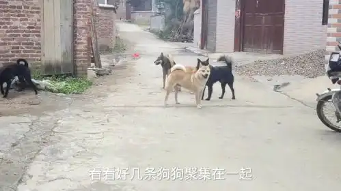 放养的土狗,毛色光亮每日一笑欢乐有
