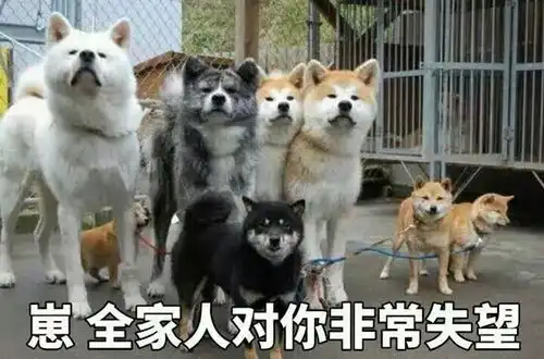柴犬表情包搞笑秋田犬