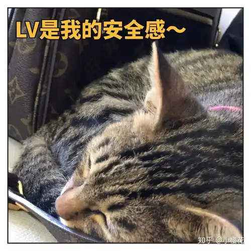 胖小虎入职记,流浪猫碰瓷指南附表情包
