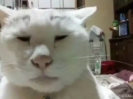 你听说谁拍猫最烂大赛了么
