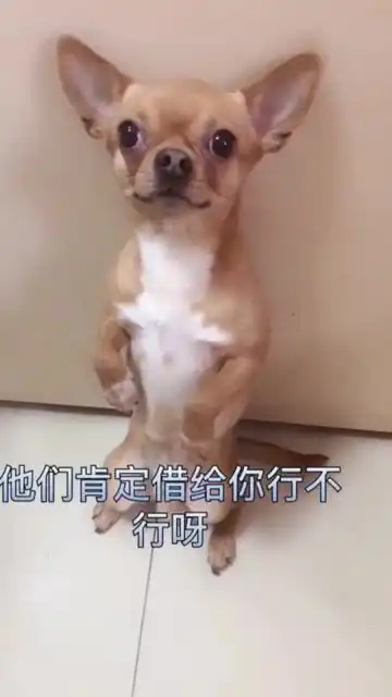 主人让樱桃去借水,看樱桃的小表情太逗了,樱桃真是小戏精
