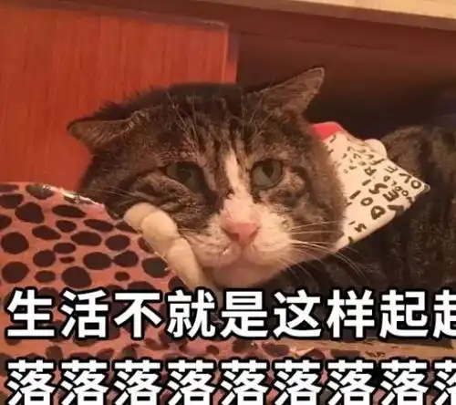 来自中国的狸花猫,因为表情包而成为网红,表情包被网友玩坏了
