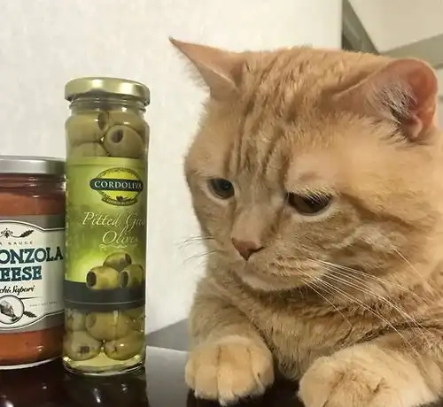 小橘猫看着美食想吃又不能吃,网友这不就是减肥的我吗
