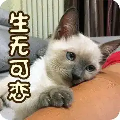 全新猫咪斗图表情包来啦
