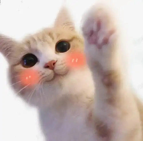 可爱猫咪脸红表情包设计图片免费下载页面网页平面电商创意素材包粽子素材

