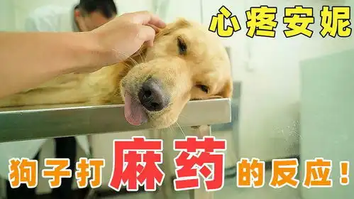 带狗狗去做绝育手术,打了麻药的反应,表情搞笑又令人心疼