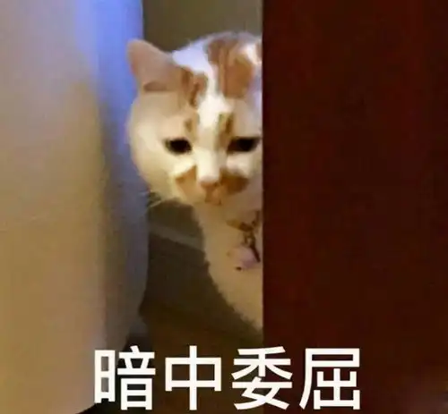 猫咪睡觉打呼噜,可能是这4个原因导致的
