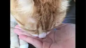 猫咪看着主人吃东西居然咽口水,半夜上演吃播

