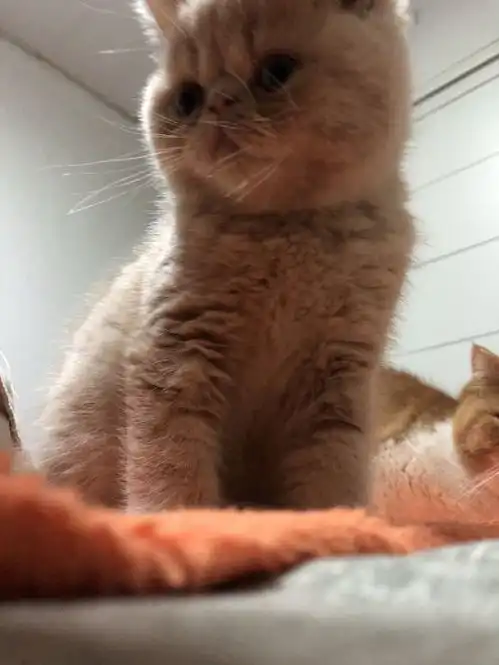 网友在找东西,无意间发现小猫盯着他看,被它的表情萌翻了

