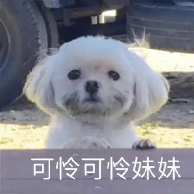 狗狗沙雕表情包
