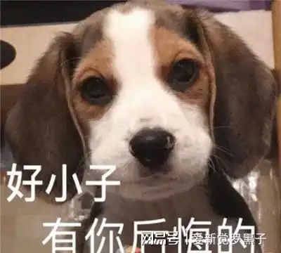 狗狗把自己当人的四个行为,你家狗子有吗
