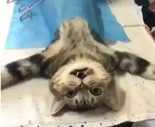 猫咪被拉去做绝育手术,面无表情躺在手术台上,一脸的万念俱灰
