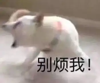 狗狗表情包别惹你爹
