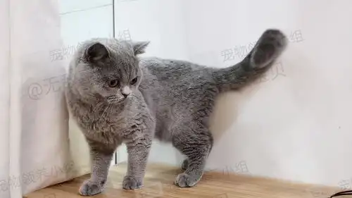 广州有偿肥妹英短蓝猫