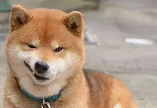 柴犬表情包搞笑狗头