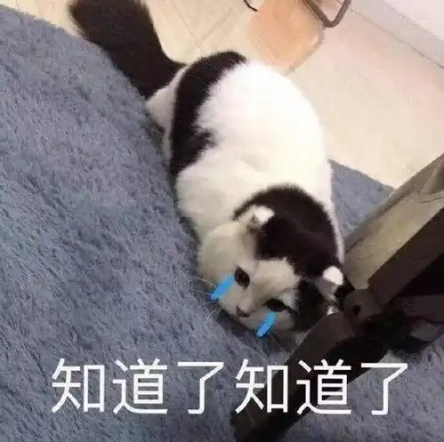 猫猫表情包你失去了和我说话的机会
