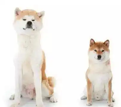 柴犬和秋田,傻傻分不清楚
