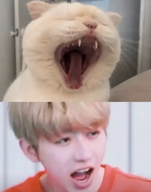 蔡徐坤猫颜台上小老虎,台下小奶猫粉丝们喜欢养哪一只