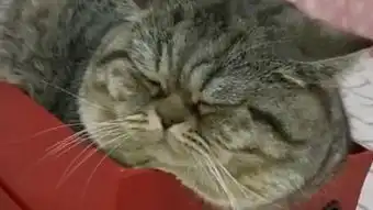 胖猫
