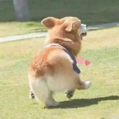 狗狗情头搞笑系列一对哈士奇柴犬猫咪不要人
