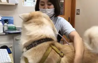 秋田犬去看医生,因为中途换了男医生,结果狗子表情就变了
