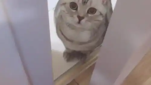 一只小猫把主人咬了,表情好可爱
