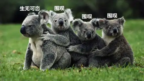 纯天然的动物表情包生物达人必备
