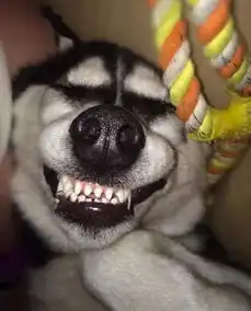 飞腿表情包柯基犬