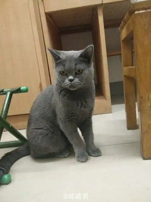 舍友养蓝猫以后是什么体验
