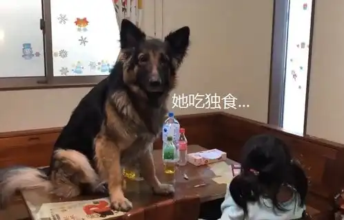 德牧发现小主人吃独食,一口都不留给它,狗作业别想写好了