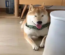 表情包一只叫做芋圆的魔性柴犬
