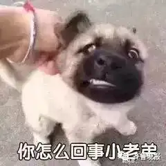 7万5的牧羊犬论斤卖了800块偷狗贼被民警狂追120公里,直到车爆胎...
