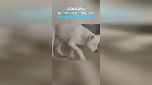 主人在厨房炖肉,狗子贪吃不肯睡,困到睁不开眼
