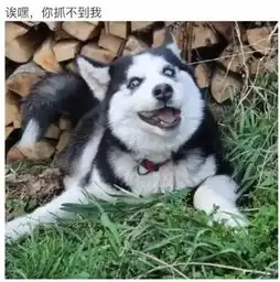 前方高能,一大波哈士奇表情包来袭,我已经收藏了
