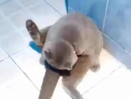 猫咪惨遭绝育,拨弄下面一下,发现没jj了,看着主人的表情亮了
