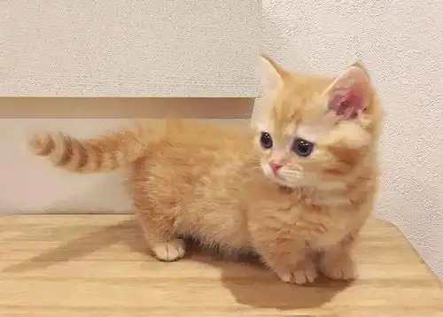 养了只超萌的小橘猫,撸猫成每天必做的事,三年后发现撸不动了
