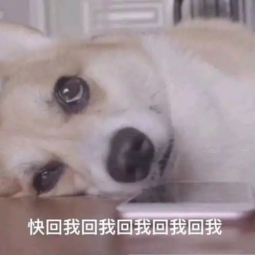 舔狗的最高境界是什么,这套表情包完全表达了我的心情,值得吗
