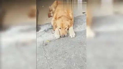 女主人上班没带狗子,金毛回家后就开始生气,委屈的表情
