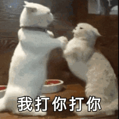 超级可爱的动态猫咪表情包第二弹
